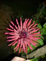 DSCI0708.jpg