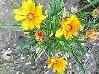 DSCI2487.webp