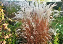 DSCF0328 (2).webp