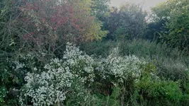 IMG_20171014_163450132.webp