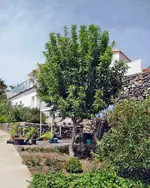 Maiglöckchenbaum 2017 08 20.webp