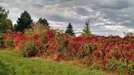 IMG_20171012_163125460_HDR.webp
