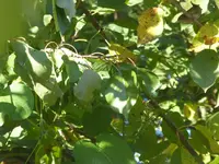 P1090418.webp