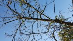 Baum (3).jpg