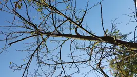 Baum (3).webp