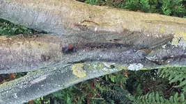Baum (2).webp