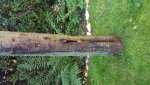 Baum (1).jpg