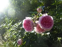 P1090411.webp