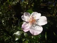 P1090521.webp