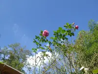 P1090128.webp