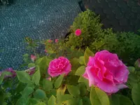 IMG_20170531_205311.jpg
