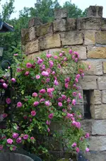 DSC_0030.webp