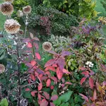 171014      Kugeldistel PinkyWinky.webp