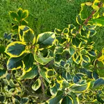 17014            Erstmals Beeren.webp
