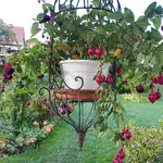 171014 Riesenfuchsie.webp