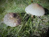 DSCF0401 (2).webp