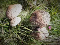 DSCF0402 (2).webp