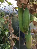 2017-10-16 Luffa GWH (6).webp