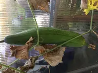 2017-10-16 Luffa GWH (4).webp