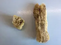 2017-10-15 Luffa vor Wäsche.webp