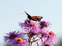 DSCF0431 (2).webp