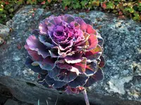 DSCF0433 (2).webp