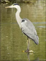 C__Seidenreiher (4).webp
