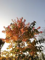 DSCI2755 (2).webp