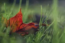 _MG_9485.webp