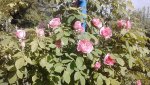 IMG_20170601_090815.jpg