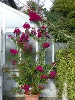 P1070917Drillingsblume.webp