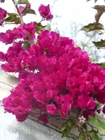 P1070918Drillingsblume.webp