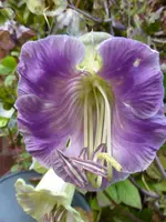 P1070926Glockenrebe.webp