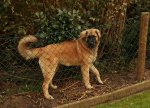 Leonberger_Hündin_6 Monate alt_900.JPG