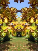 C__F010.webp