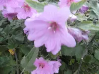 P1020126malve.webp