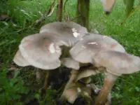 P1020124pilze.webp