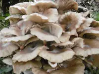 P1020123pilze.webp
