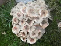 P1020122pilze.webp
