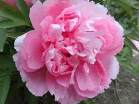 SAM_1957.webp