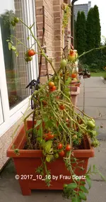 Forum Tomaten P1080556.jpg