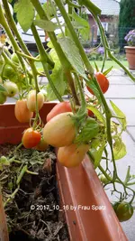Forum Tomaten P1080557.jpg