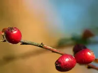 image001.webp