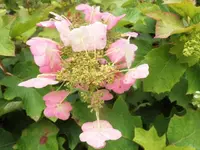 DSCI2223 (2).webp