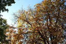 kastanie1.webp