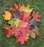 natur mandala 2.webp