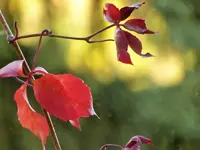 image013.webp