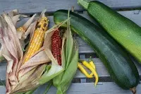 Ernte 2.webp Ernte 2.webp