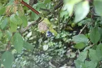 vögel1.webp vögel1.webp