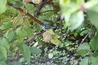 vögel2.webp vögel2.webp